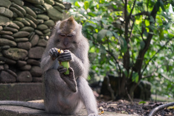 Ubud Sacred Monkey Forest
