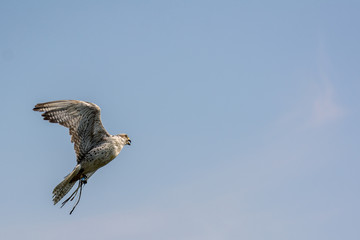 fliegender Falke Seitenansicht