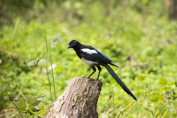 Pica Pica ( Gazza ladra )