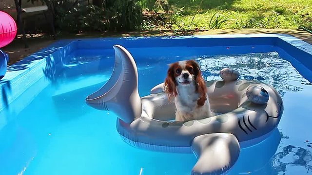 Dog in swimming pool. Floating toy puppy water.