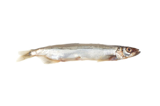 Capelin bilder – Bläddra bland 8,194 stockfoton, vektorer och videor ...