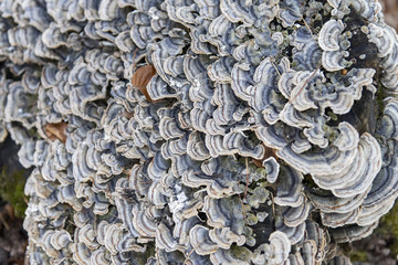 Champignon sur une souche