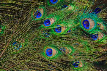 Fototapeta premium peacock feathers