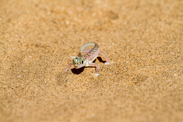 Überlebenskünstler: Gecko in der Wüste