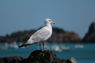 Goéland argenté