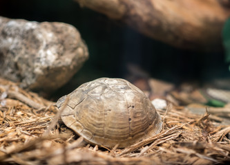 Turtle hiding in Shell 