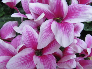 Fototapeta na wymiar Pinkish Purple and White Flowers 
