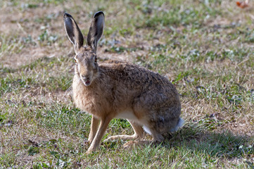 Surprised looking hare with open mouth