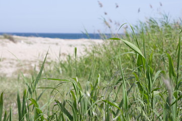 Obraz premium Canono Eos