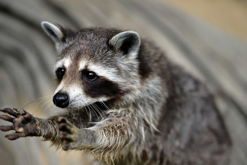 Portrait of lotor common raccoon - obrazy, fototapety, plakaty