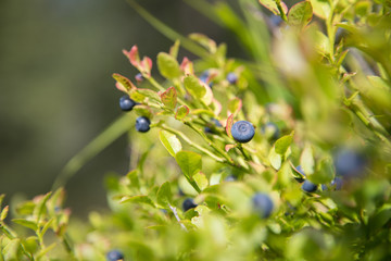 Reife Heidelbeeren an Strauch