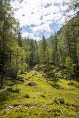 Fototapeta na wymiar Bäume und Wald an Berghang, blauer Himmel, Almlandschaft