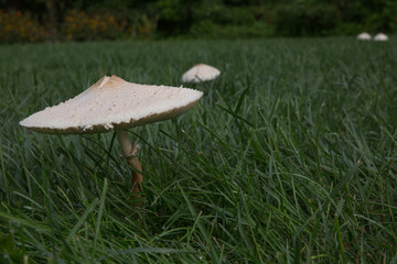 Fototapeta na wymiar Mushrooms in the yard