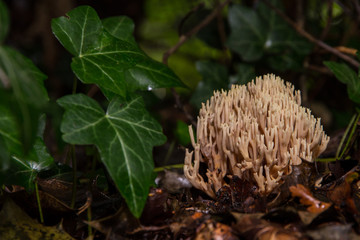 Ramaria sp.