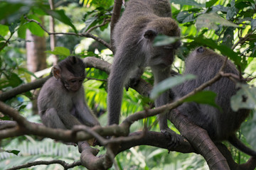 Ubud Sacred Monkey Forest