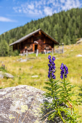 Almhütte in den Bergen: Bäume, grüne Wiese und blauer Himmel, Alpenblumen