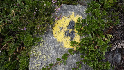 Namalowany numer szlaku "4" na skalnym kamieniu obrośnięty roślinami.