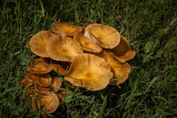 Wild Mushroom Cluster