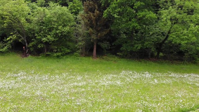 Steigflug entlang eines Waldrandes - 4K-Video