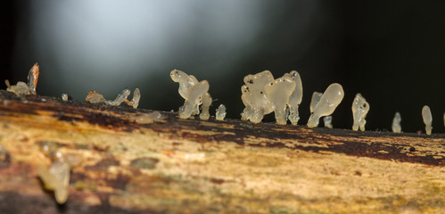 Pale Stagshorn (Calocera pallidospathulata) © Mark