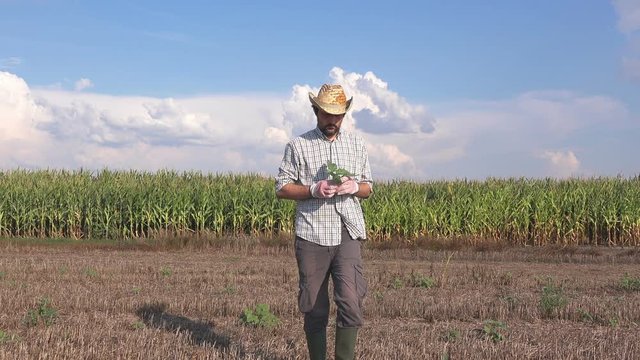 Weed control in corn field, farmer holding Datura stramonium or jimsonweed in hands