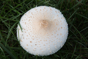 Closeup of mushroom