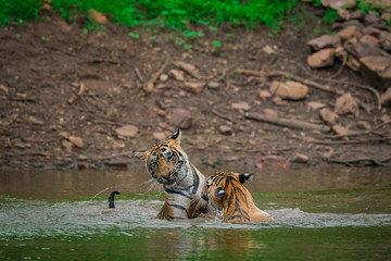 Tiger cubs playing in water in monsoon season at ranthambore national park