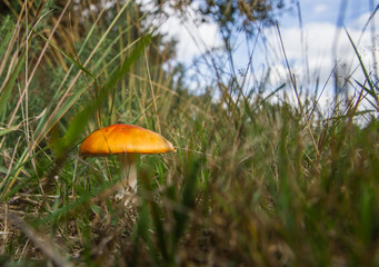 Fly Agaric (Amanita muscaria)