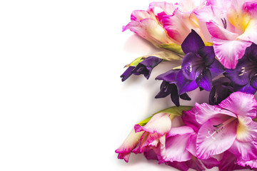 White background with gladiolus flowers