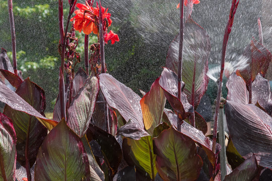 Canna plant getting a much needed watering on a very hot summer day