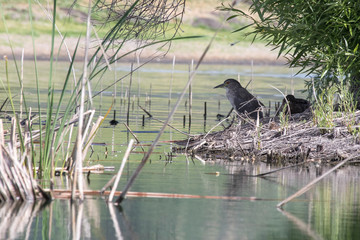 Shore Bird