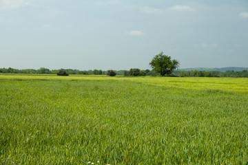 Obraz na płótnie Canvas Barley field