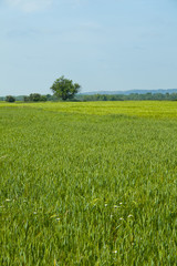 Obraz premium Wheat 