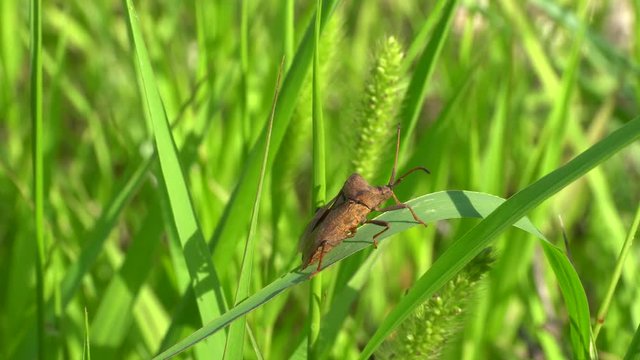 Close-up of a brown bug of Coreus marginatus sitting on a green leaf of grass in herbage in the Caucasus Mountains