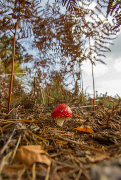 Fly Agaric (Amanita muscaria)
