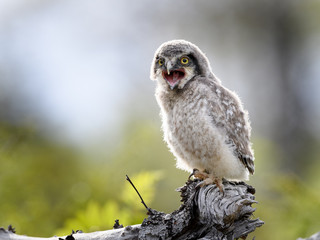 Young hawk owl (Surnia ulula) in Dalen, Telemark, Norway