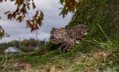 Hen of the Woods ( Grifola frondosa)