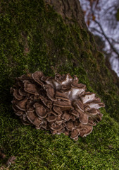 Hen of the Woods ( Grifola frondosa)