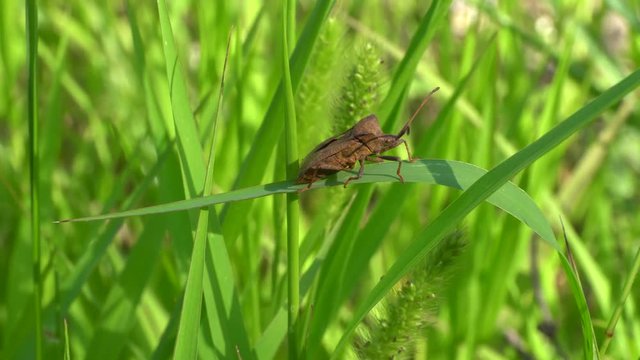 Close-up of a brown bug Coreus marginatus with long mustaches sitting on a green grass blade in summer in herbage in the Caucasus Mountains