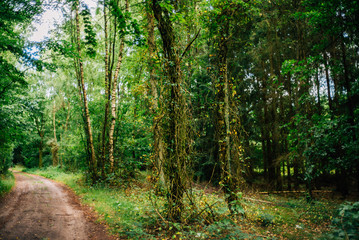 Sommerspaziergang im Wald