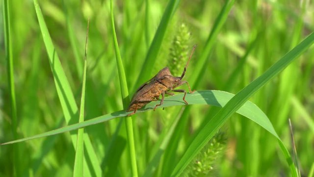 Close-up of a summer brown bug Coreus marginatus with long mustaches sitting and resting on a green blade of grass in a herbage in the Caucasus Mountains