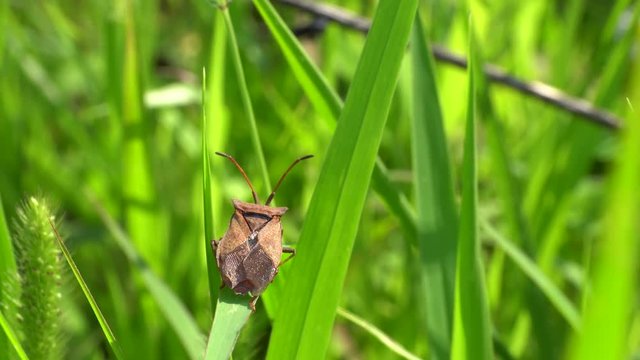 Close-up of a summer brown bug Coreus marginatus with long antennae sitting and basking in the sun on a green blade of grass in a herbage in the Caucasus Mountains