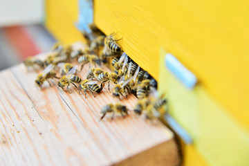 Bees near the beehive on the arrival on the pasika close-up.