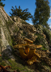 Gymnopilus junonius