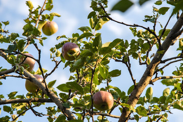 Red apples grow on a tree, and are ready for use.
