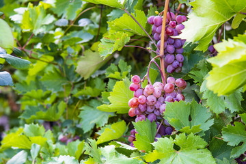 Grapes of large red grapes hang on a vine with green leaves in the garden in the open air with a pleasant warm light.