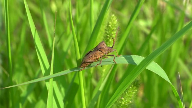 Macro brown bug Coreus marginatus with long antennae sitting on a green grass blade in summer in herbage in the Caucasus Mountains  Close-up of a summer bug of Coreus marginatus resting o