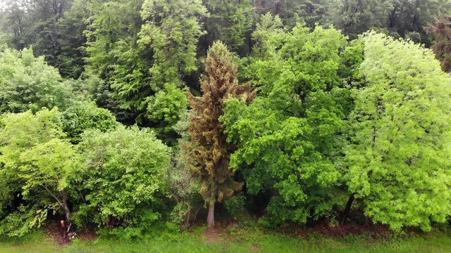 Sinkflug am Waldrand - Luftaufnahme