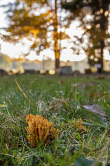 Uprigth Coral Fungus (Ramaria stricta)