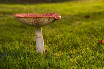 Fly Agaric (Amanita muscaria)